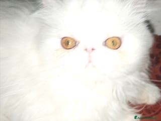 Persiano gatti Gattini persiani pura razza - Annuncio 5