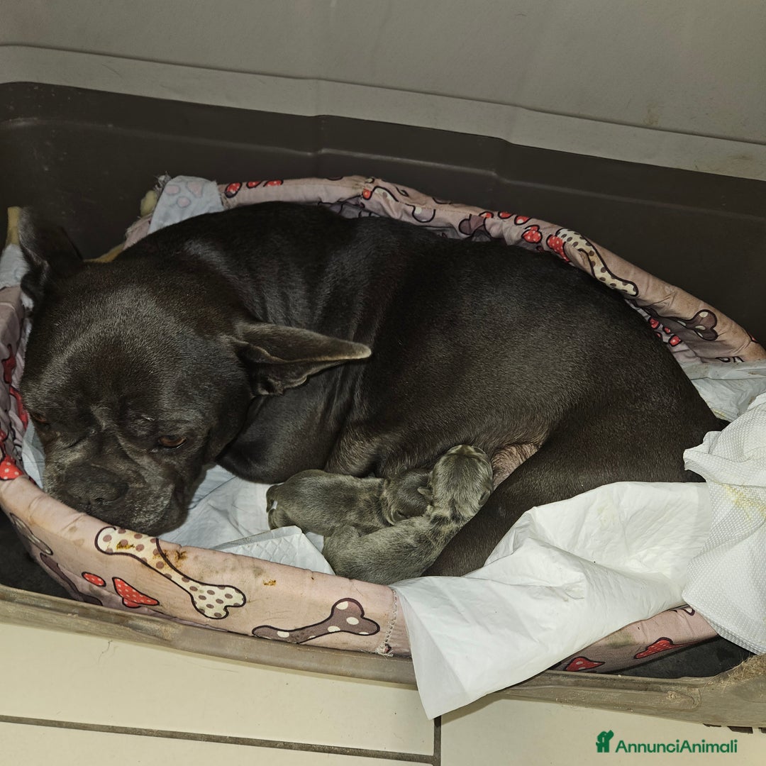 Bulldog Francese cani in vendita: Bulldog francese  a Città Metropolitana di Torino - Immagine 8