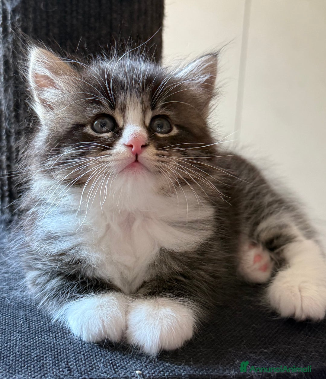 Siberiano gatti in vendita: Cuccioli gatto siberiano a Provincia di Padova - Immagine 7