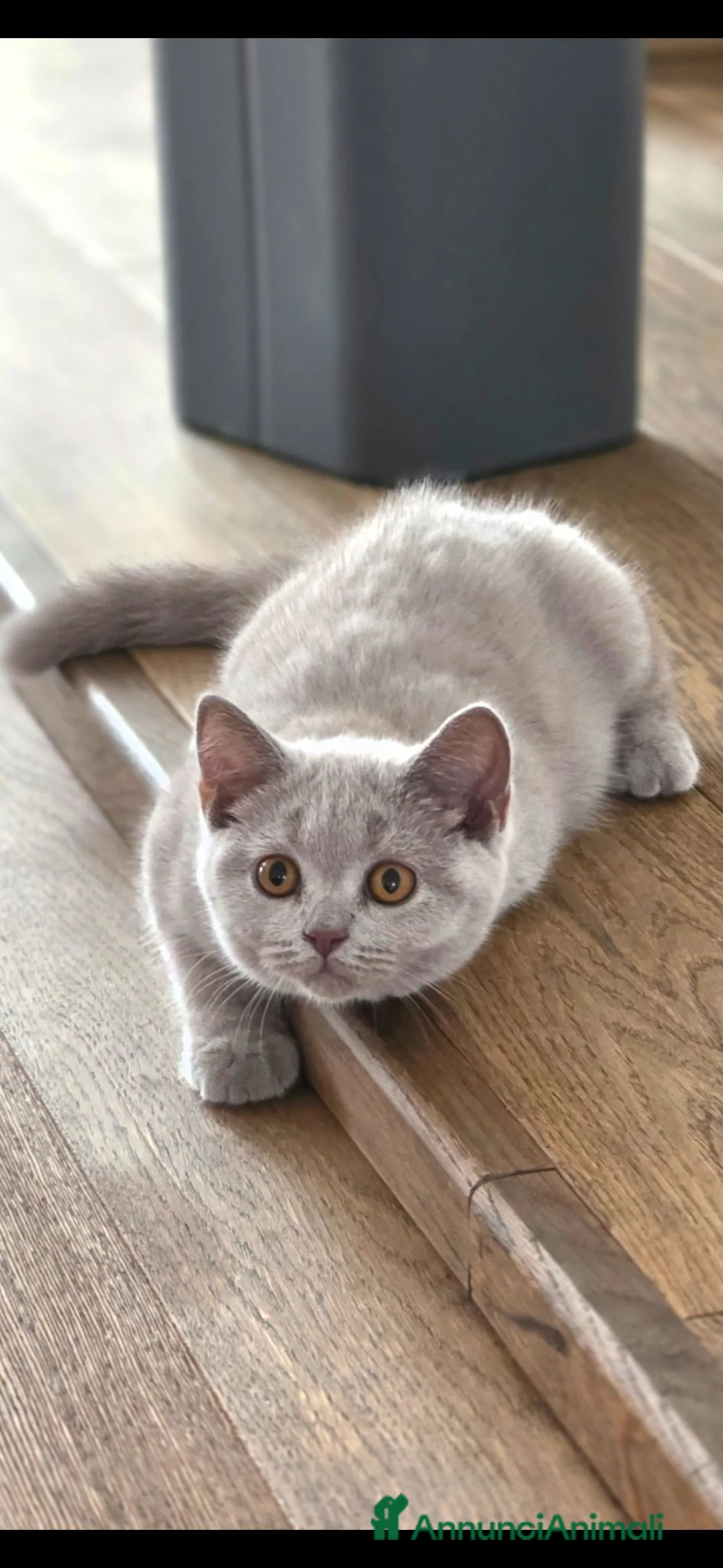 British gatti in vendita: Quattro piccoli British cercano casa 🐾 - Annuncio 2