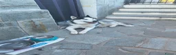 Husky cani in regalo: Regalo cucciolo di hasky a Provincia di Savona - Annuncio 3