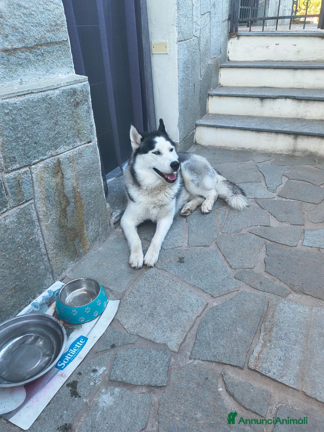 Husky cani in regalo: Regalo cucciolo di hasky a Provincia di Savona - Annuncio 3
