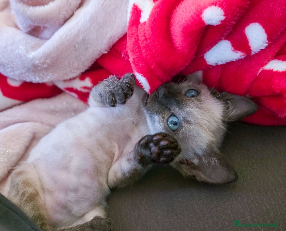 Bengala gatti in vendita: Cucciolo maschio gatto bengala  - Annuncio 1