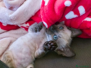 Bengala gatti Cucciolo maschio gatto bengala - Annuncio 1