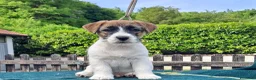 Jack Russell cani in vendita: Cuccioli Jack Russell ruvido - Annuncio 10