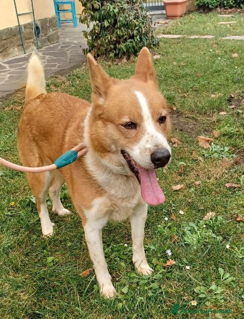Meticcio cani CANNELLA bella e brava! - Annuncio 18
