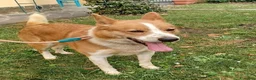 Meticcio cani in regalo: CANNELLA bella e brava! a Provincia di Lucca - Annuncio 1