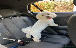 Maltese cani in vendita: CUCCIOLI CUCCIOLO DI DI MALTIPOO a Provincia di Verona - Immagine 8