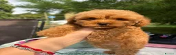 Barboncino Toy cani in vendita: Barboncino Toy con pedegree Enci  - Annuncio 1