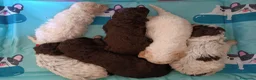 Lagotto cani in vendita: Lagotti  - Annuncio 12