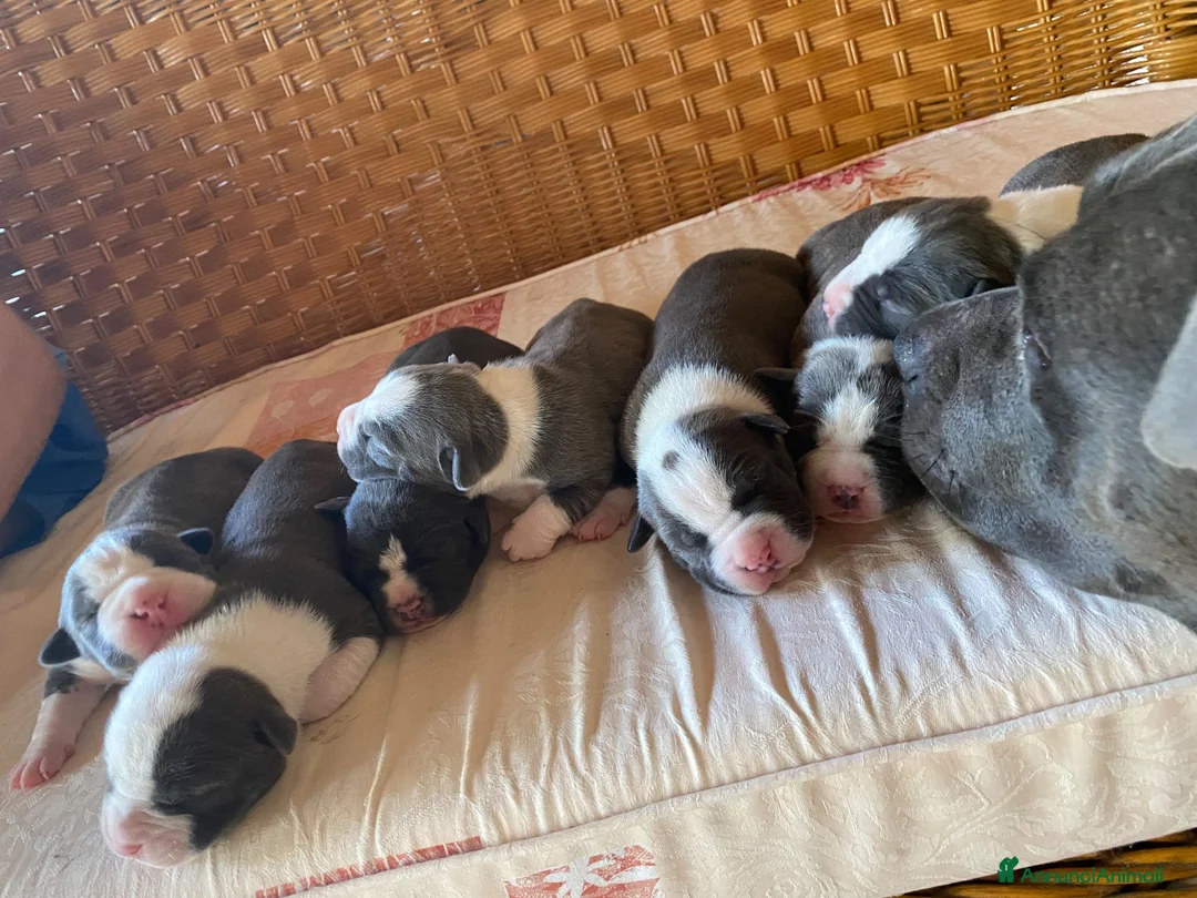 American Staffordshire cani in vendita: Cuccioli Amstaff in prenotazione  - Annuncio 1