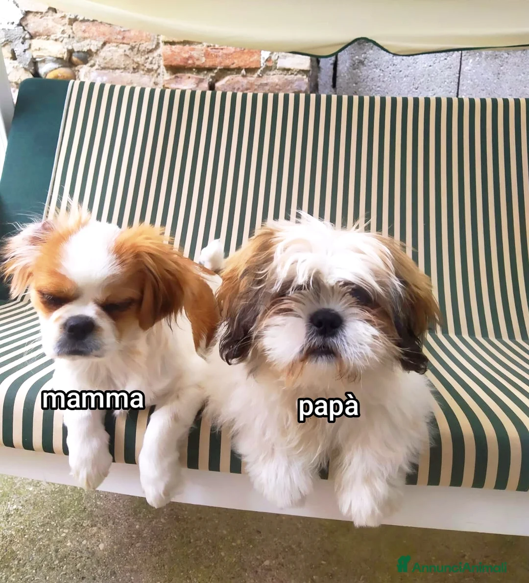 Meticcio cani in vendita: Bellissimi cuccioli cercano amore e casa   - Annuncio 2