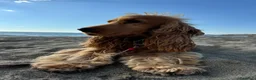 Cocker cani per accoppiamento: Fantastico cocker spaniel inglese   - Annuncio 4