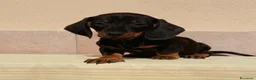 Bassotto cani in vendita: Bassotto  - Annuncio 6