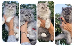 Scottish gatti in vendita: Scottish Highland straight - Annuncio 1