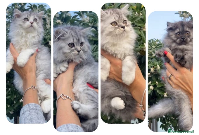 Scottish gatti Scottish Highland straight - Annuncio 2