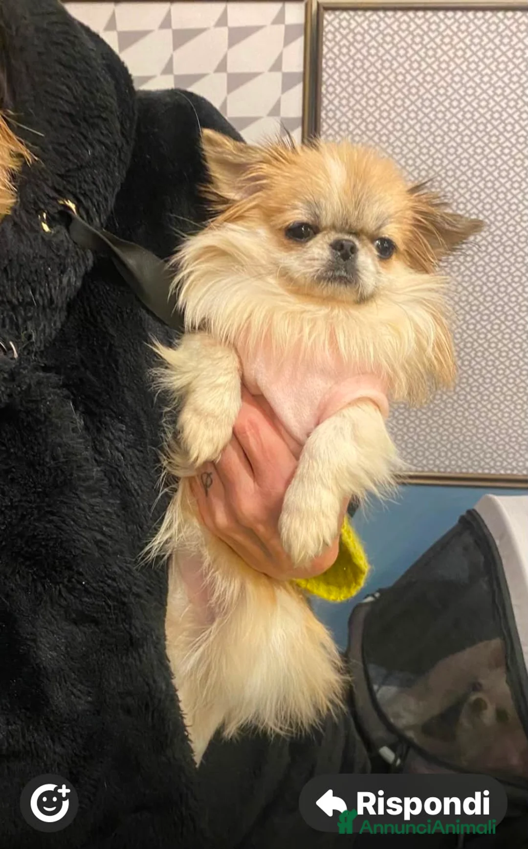 Chihuahua cani in vendita: Splendida cucciola di Chihuahua di 1 anno a Città metropolitana di Milano - Annuncio 2