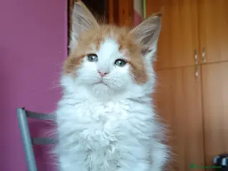 Maine Coon gatti Cuccioli Maine coon bicolori - Annuncio 8