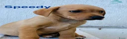 Meticcio cani in regalo: Cuccioli 2 mesi e mezzo taglia media - Annuncio 3
