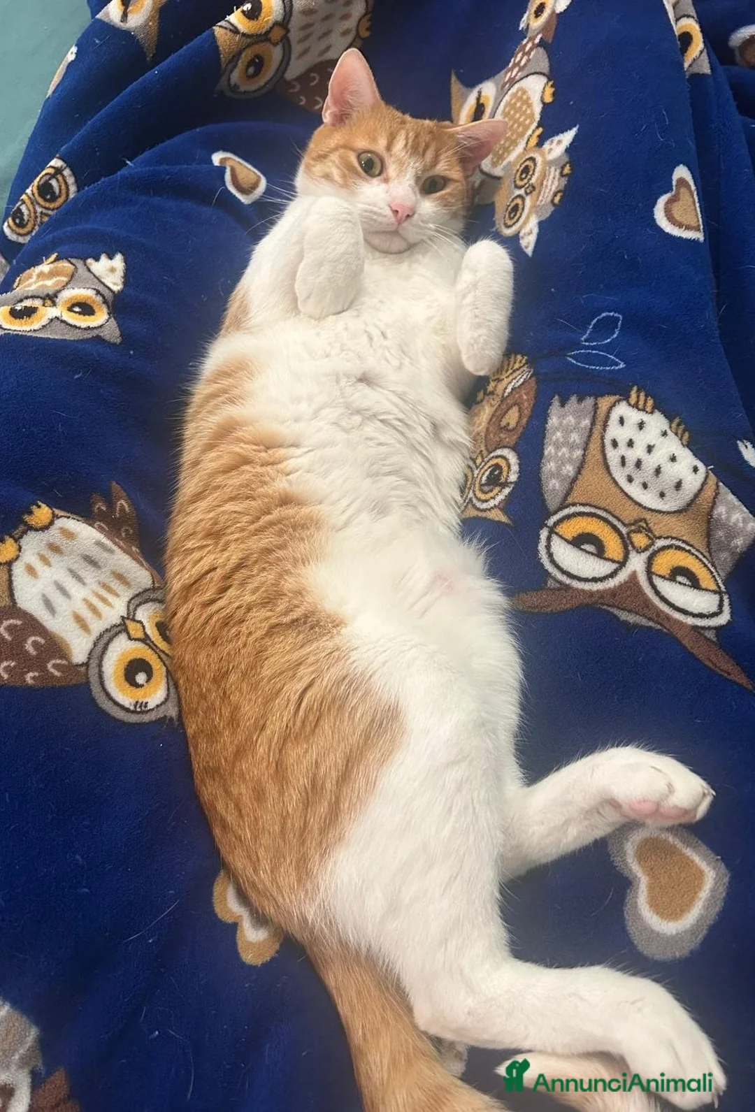 Europeo gatti in regalo: JAMIE ed EMY, teneri mici in adozione! - Annuncio 7