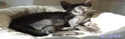 Altre razze gatti in regalo:  LUNA PICCOLA GATTINA SMOKE DOLCISSIMA - Annuncio 5
