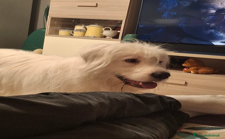 Altre razze cani a Città Metropolitana di Torino - Annuncio 7