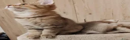 Scottish gatti in vendita: Gattini Scottish fold e Scottish Straight  - Annuncio 7