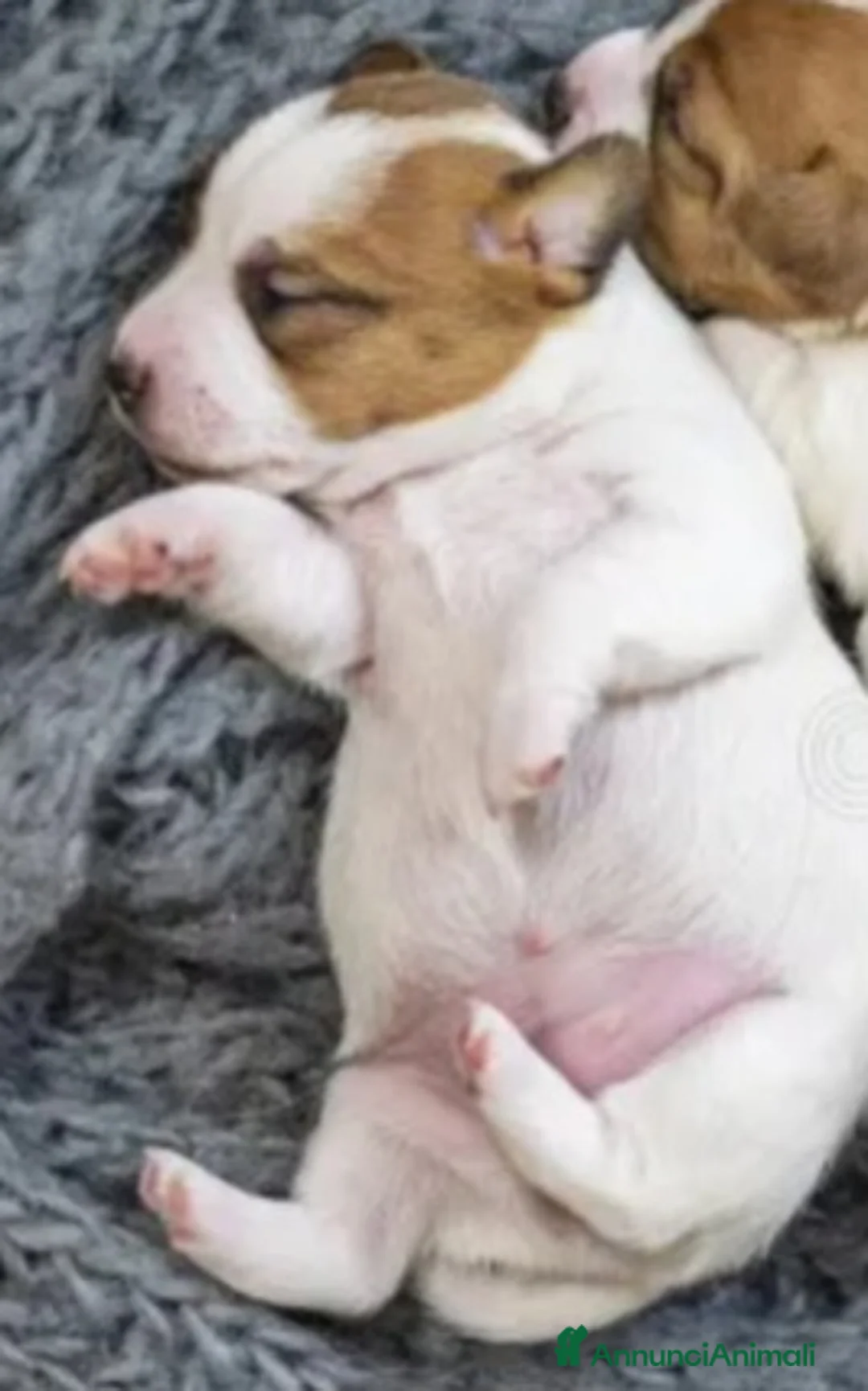 Jack Russell cani in vendita: Gek Russel  toy  piccolissimi  da appartamento  - Annuncio 2