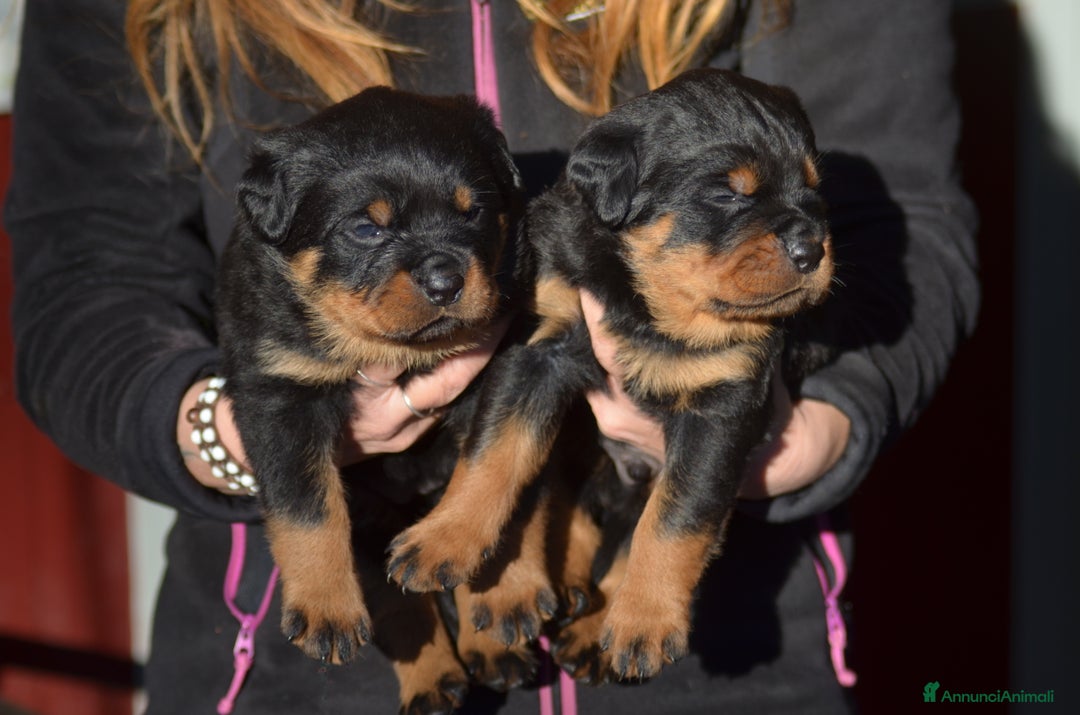 Rottweiler cani in vendita: Cuccioli rottweiler  - Annuncio 3