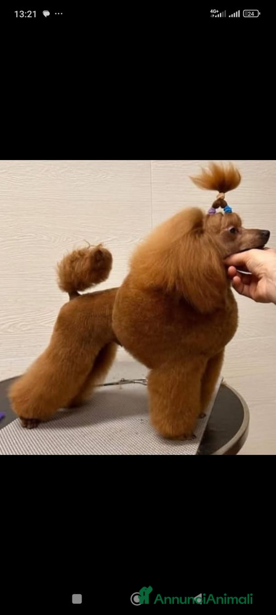 Barboncino Toy cani in vendita: Barboncini Toy  - Annuncio 2