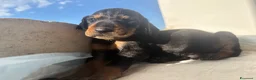 Meticcio cani in regalo: Cuccioli meticci  - Annuncio 5