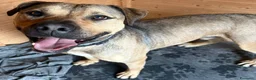 Meticcio cani in regalo: Bobby, dolce e speciale - Annuncio 3