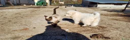 Pastore Maremmano cani in vendita: Cuccioli Pastore maremmano/abruzzese - Annuncio 7