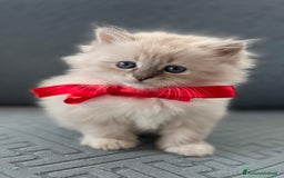 Siberiano gatti in vendita: SIBERIANI GATTINI IPOALLERGENICI  a Provincia di Brescia - Immagine 6