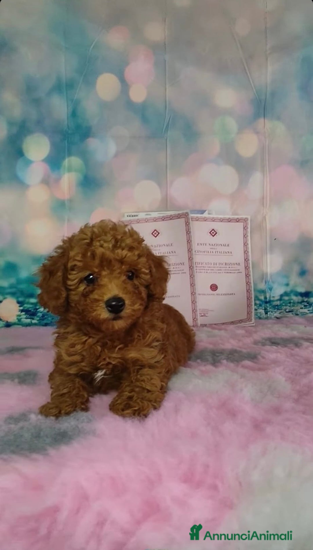 Barboncino Toy cani in vendita: Barboncini Toy  - Annuncio 1