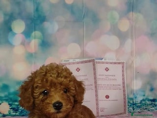 Barboncino Toy cani Barboncini Toy - Annuncio 24