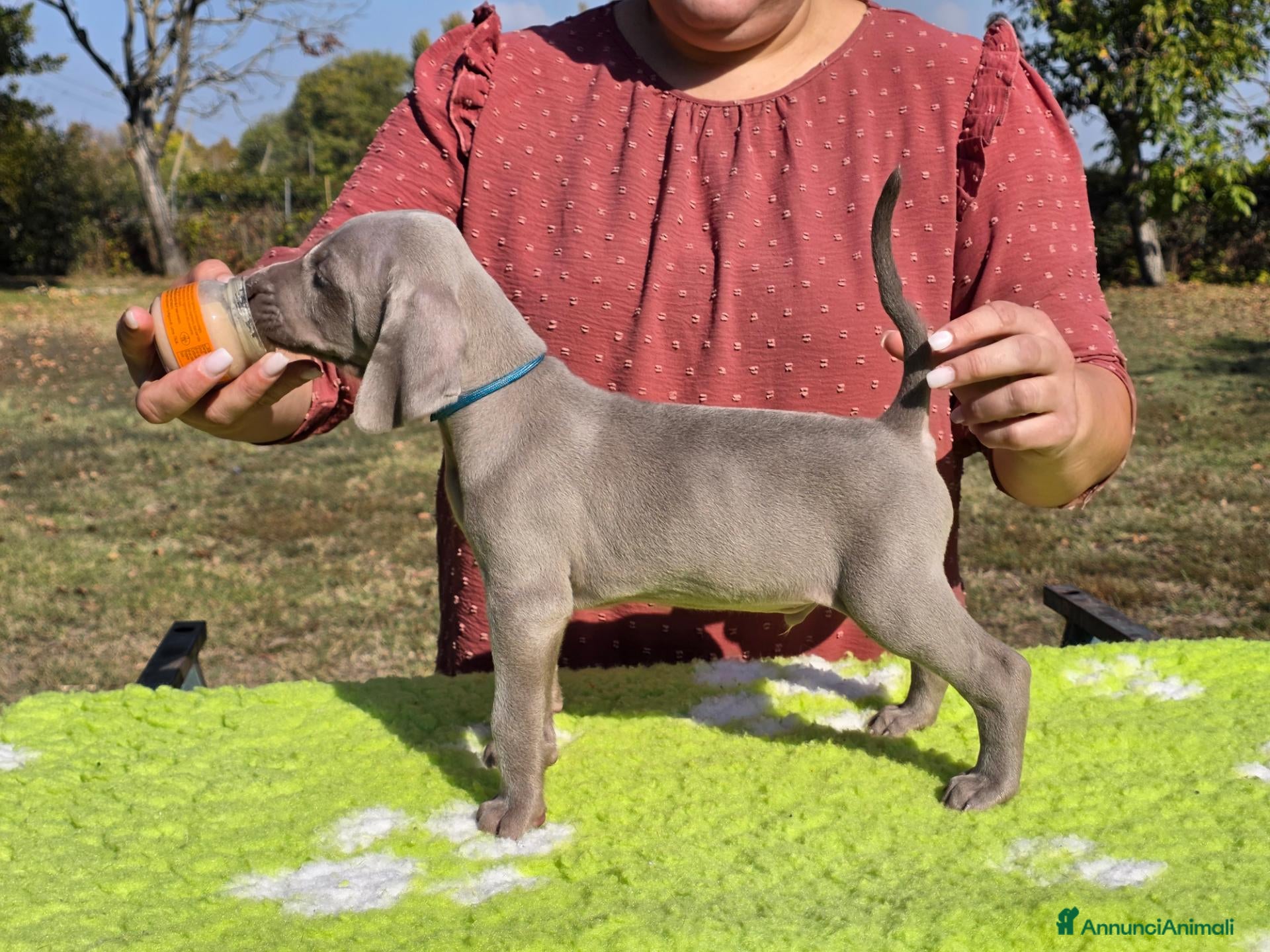 Weimaraner cani Cuccioli Weimaraner - Annuncio 12