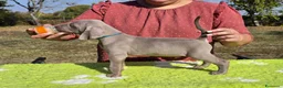 Weimaraner cani in vendita: Cuccioli Weimaraner - Annuncio 1