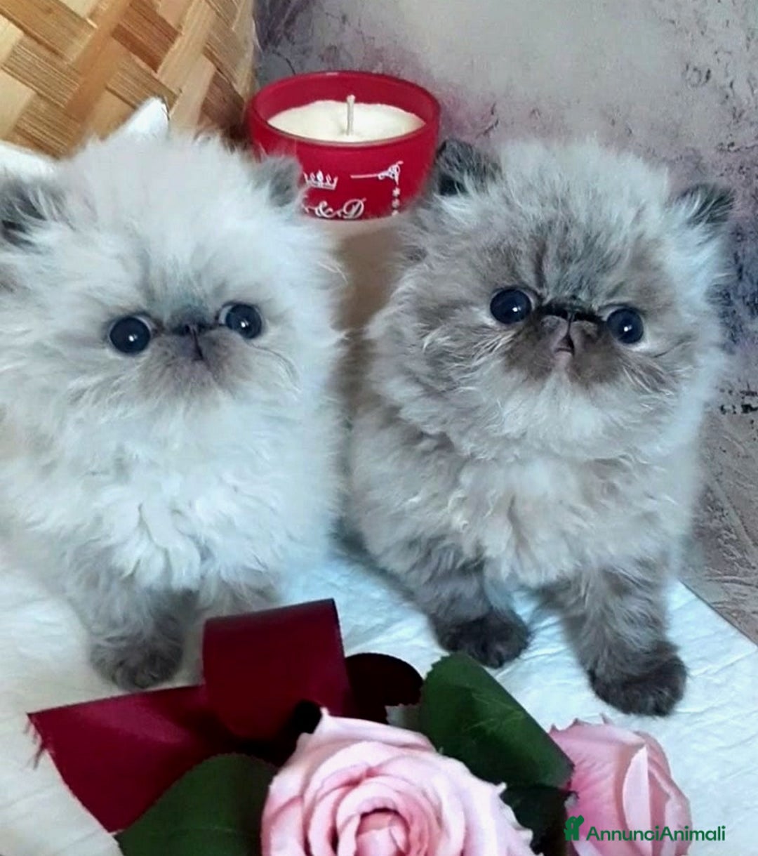 Persiano gatti in vendita: Disponibili cuccioli persiani altissima genealogia - Annuncio 5