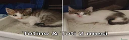 Altre razze gatti in regalo: GATTINI ABBANDONATI: EMERGENZA  a Città metropolitana di Milano - Annuncio 7