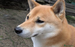 Shiba Inu cani per accoppiamento: Cercasi femmina per accoppiamento  - Annuncio 2