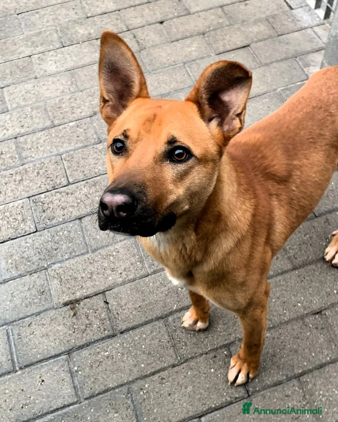 Meticcio cani in regalo: SIMBA LUPETTO  - Annuncio 2