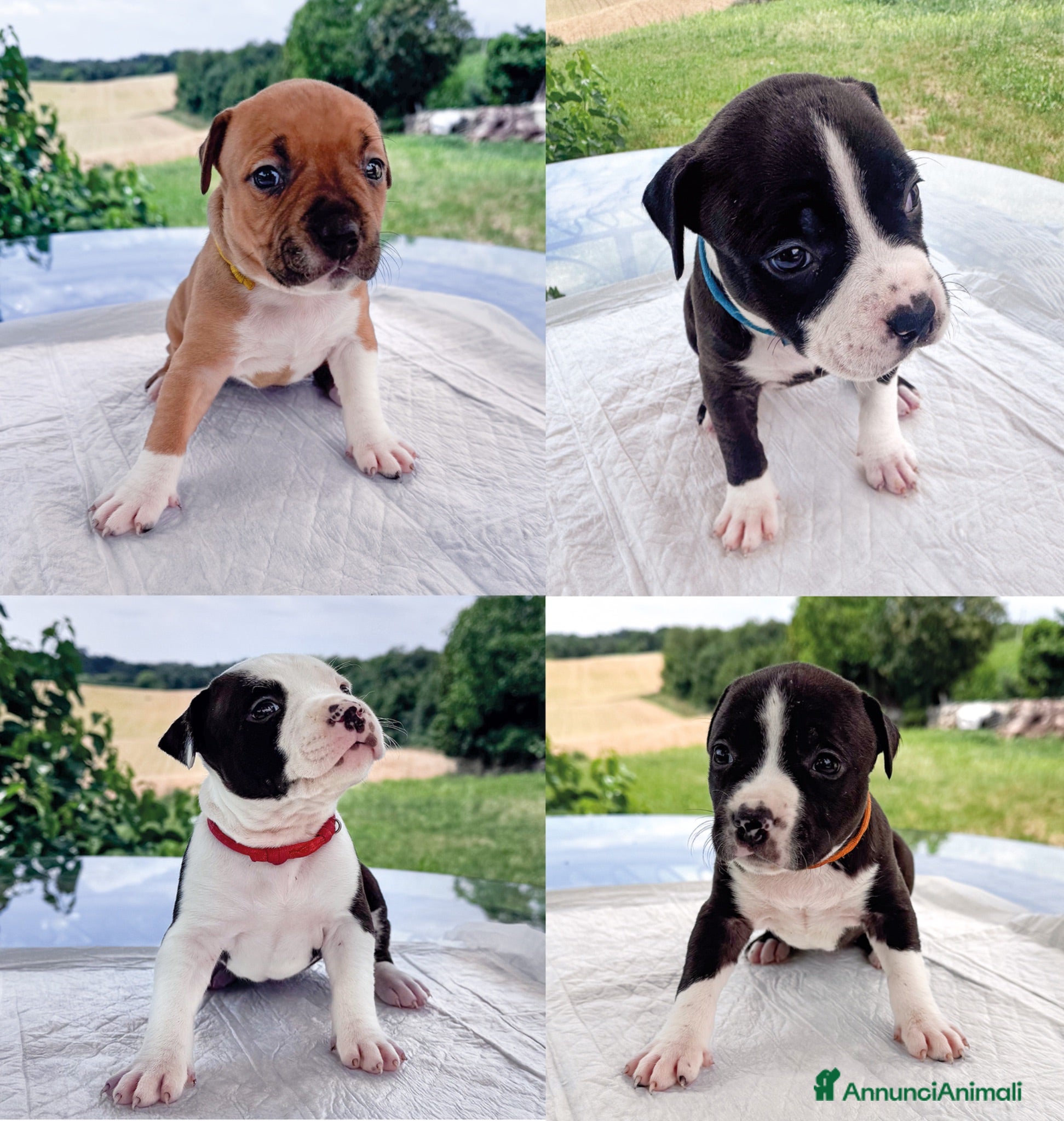 American Staffordshire cani VENDO CUCCIOLI AMSTAFF - Annuncio 1
