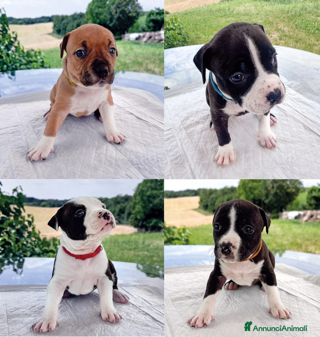 American Staffordshire cani in vendita: VENDO CUCCIOLI AMSTAFF - Annuncio 1
