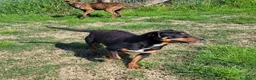 Meticcio cani in regalo: Bullo cucciolone tutta vita - Annuncio 6