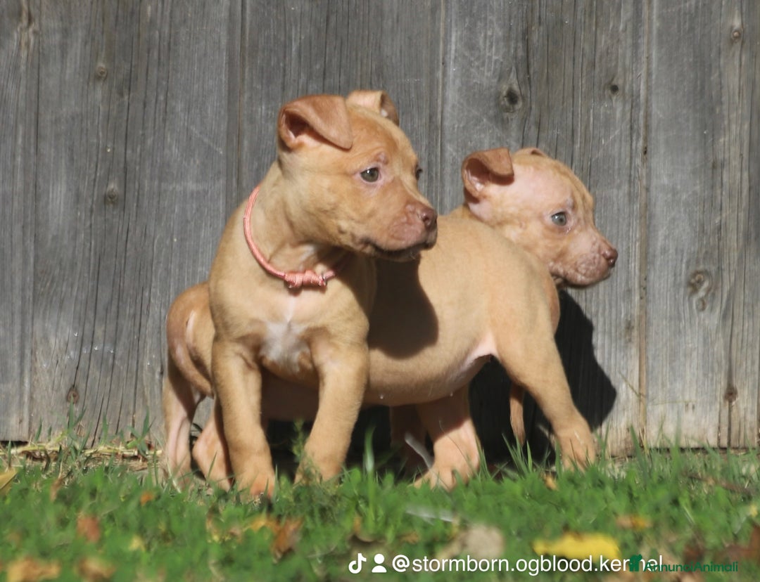 Pitbull cani in vendita: Cuccioli Pit Bull con Pedigree anche a rate - Annuncio 23