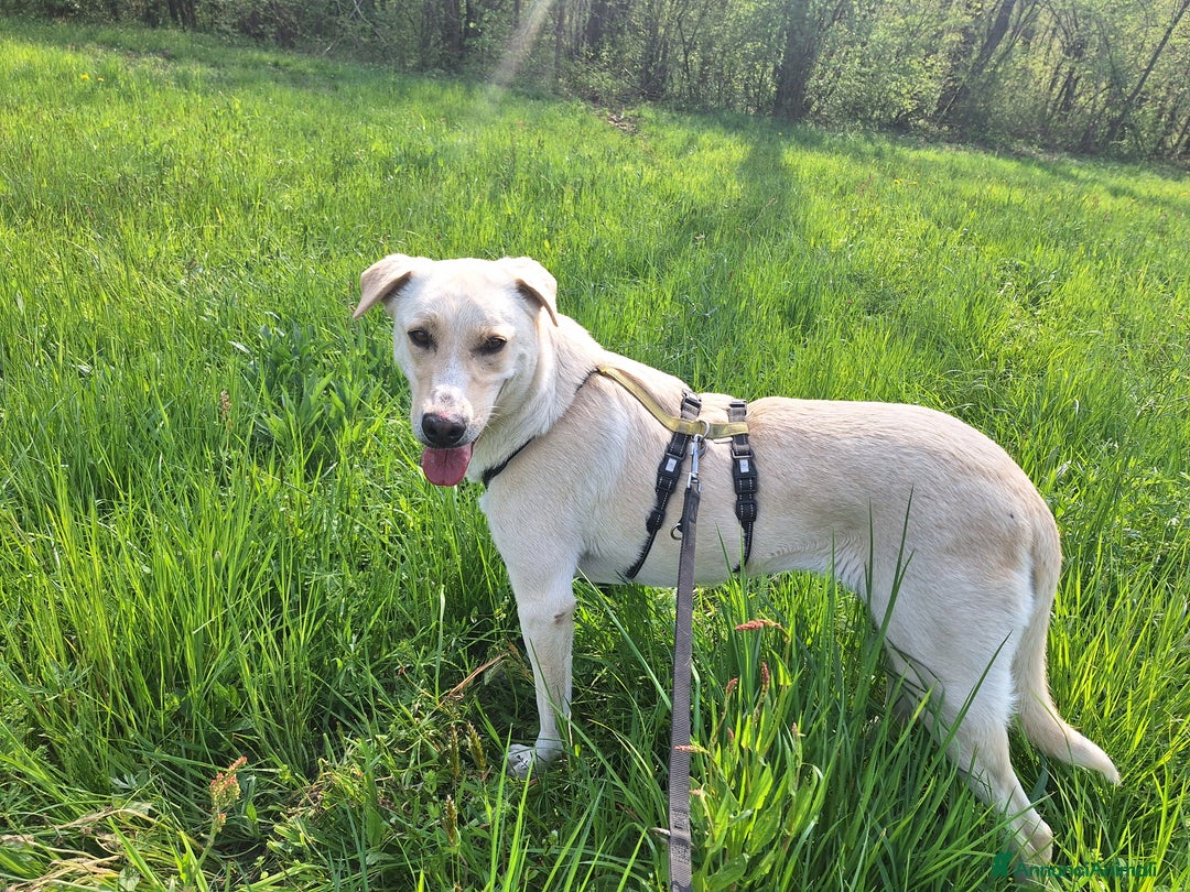Labrador cani in regalo: Diana un cane speciale in cerca di casa  a Città metropolitana di Milano - Immagine 4