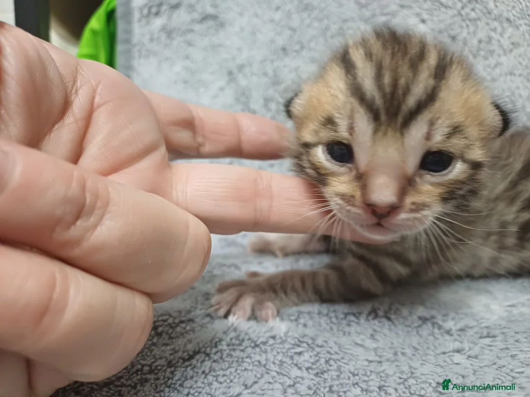 Bengala gatti in vendita: Gatto del bengala  - Annuncio 9