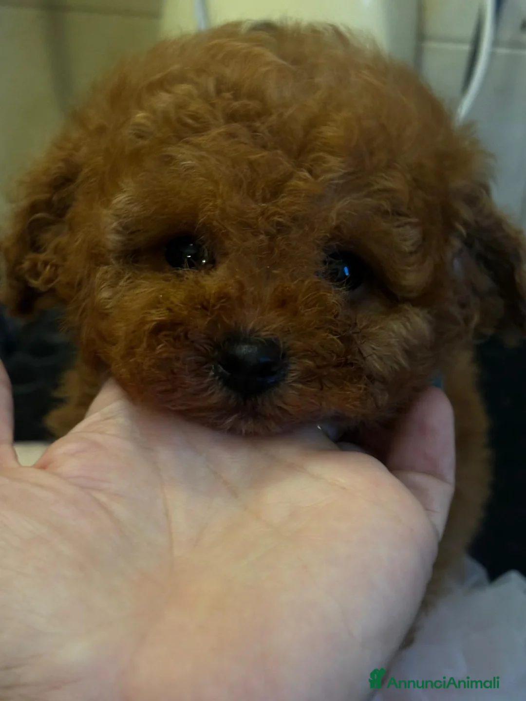 Barboncino Toy cani in vendita: Barboncini toy fulvi  - Annuncio 3