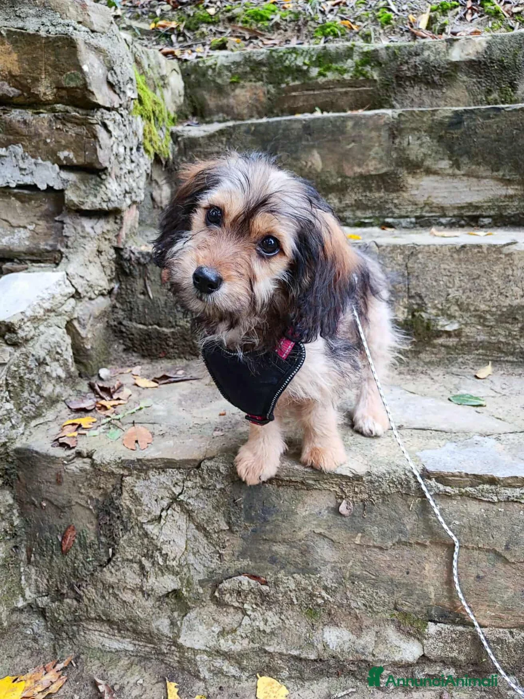 Meticcio cani in regalo: LILY, cucciola dolcissima sfortunata. TG PICCOLA - Annuncio 1